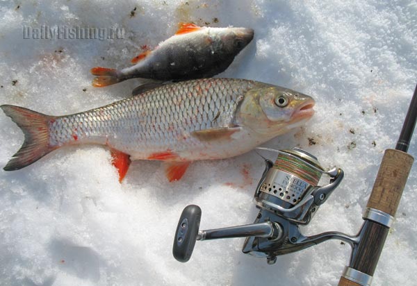 Shimano Stella FW Shimano Stella FW